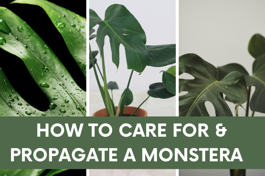 How to Care for and propagate a monstera