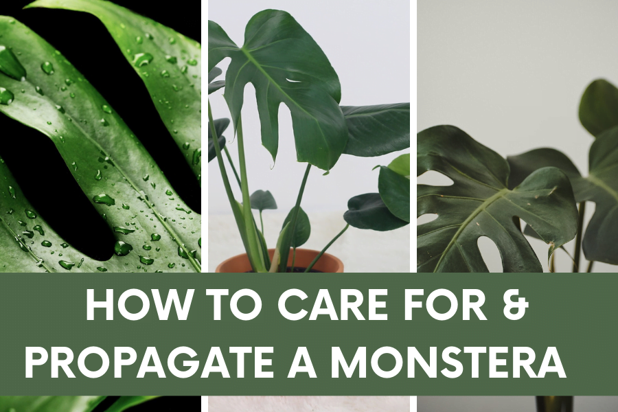 How to Care for and propagate a monstera