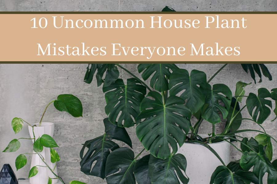 House Plant Mistakes