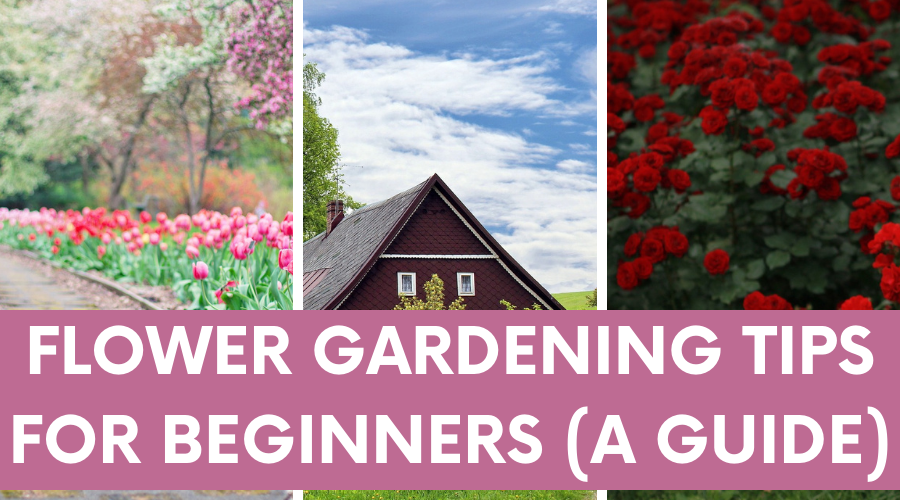 Flower Gardening tips for beginners
