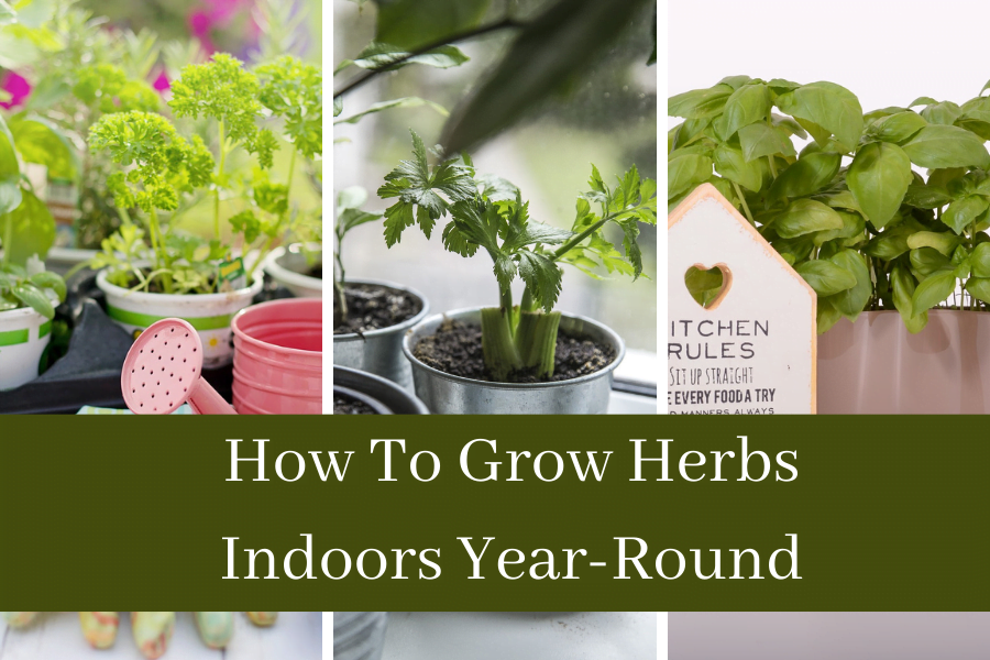 How to Grow Herbs Indoors: A Beginners Guide to Year-Round Freshness ...