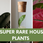 RARE HOUSE PLANTS