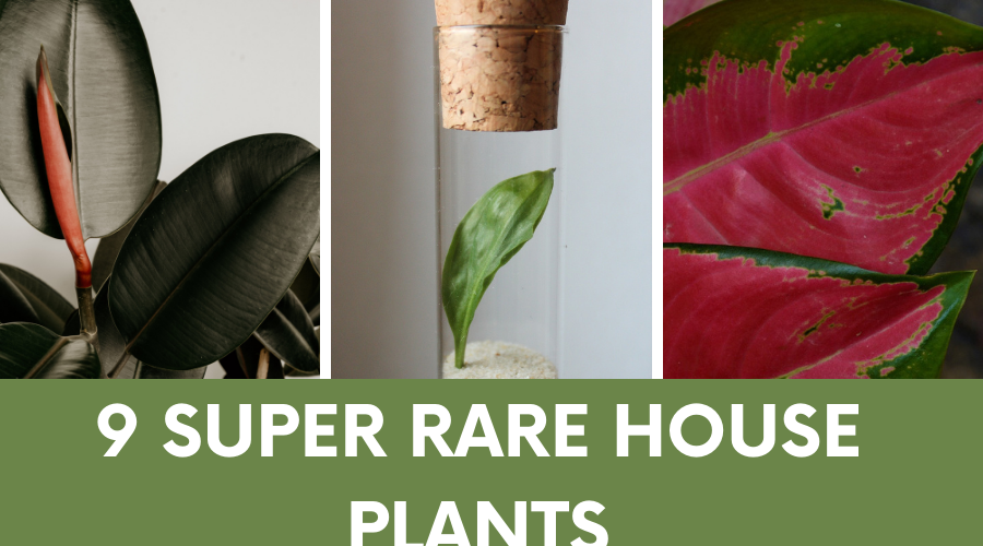 RARE HOUSE PLANTS