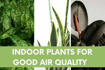 Indoor plants for Good Air