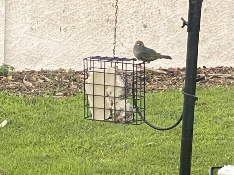 How to make Homemade Bird Energy Food