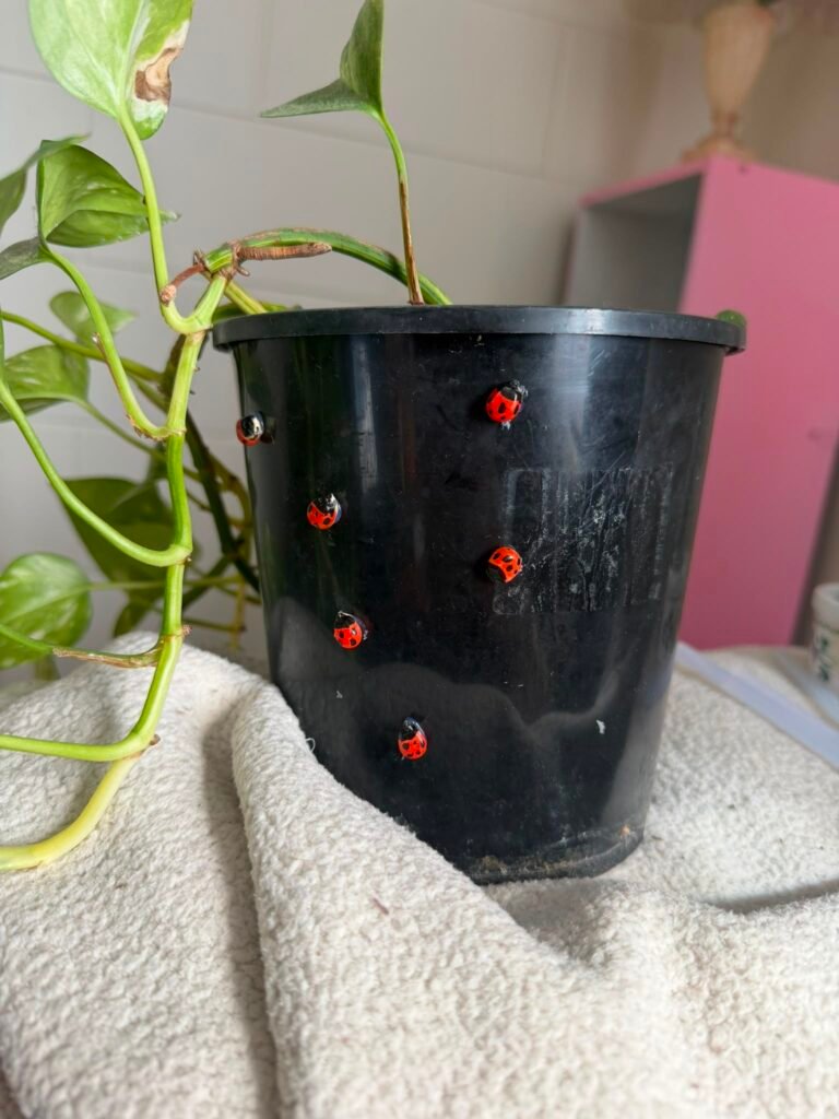 DIY Popcorn Kernel Ladybugs for Plant Pots